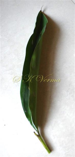  Leaf